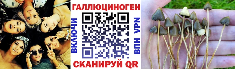 Галлюциногенные грибы Psilocybine cubensis купить цена Гусиноозёрск